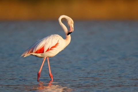 Greater Flamingo (Phoenicopterus roseus), Lesvos, Greece