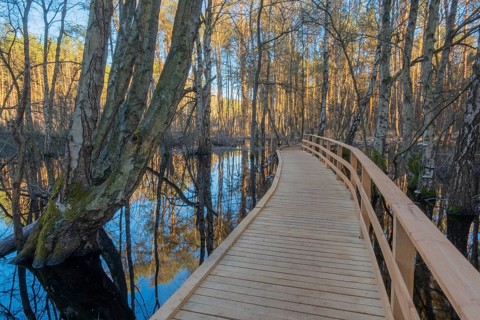 View along a moor bridge of a moor adventure trail, Otternhagener Moor, Resse, Neustadt am