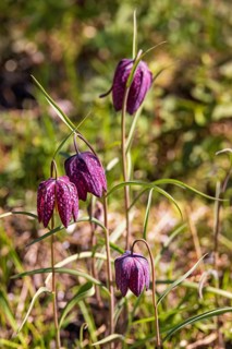 Snake's head fritillary (Fritillaria meleagris) in bloom on a meadow