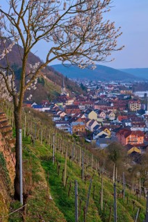 Vineyards and almond trees stretch over a hill with a view of a town, Klingenberg am Main,