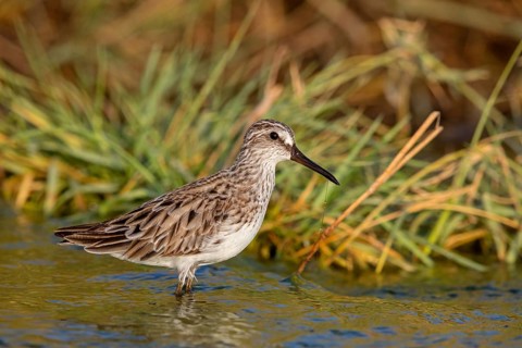 Marsh Sandpiper, (Calidris falcinellus), (Limicola falcinellus), animals, birds, wading bird from
