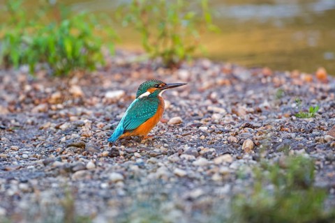 Common Kingfisher (Alcedo atthis) juvenile male, Saxony-Anhalt, Germany