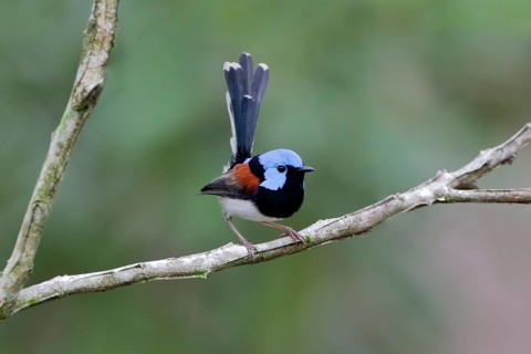 Lovely Fairywren (Malurus amabilis) male perched on a branch, Queensland, Australia