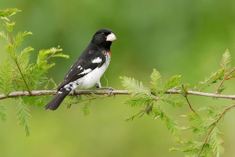 Rose-breasted Grosbeak (Pheucticus ludovicianus) male perched on a branch, Texas, USA