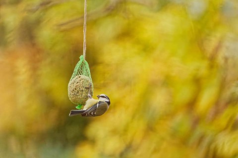 Blue tit (Cyanistes caeruleus) feeding on suet ball hanging in garden during autumn, soft natural