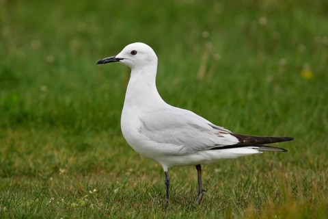 Black-billed Gull (Chroicocephalus bulleri) juvenile, South Island, New Zealand