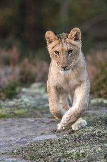 One female young lion (Panthera leo) running at a forest edge. Green vegetation in the background