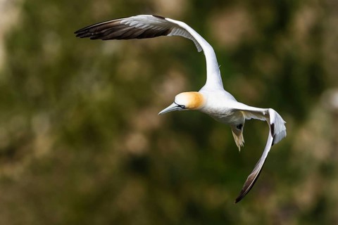 Gannet, Morus bassanus, bird in fly, Bempton Cliffs, North Yorkshire, England, United Kingdom