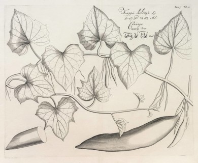 Kappa Kelengu, copperplate engraving by Hendrik Adriaan van Rheede tot Draakenstein, from the