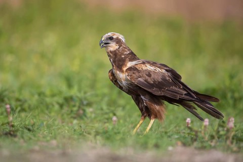 Western Marsh Harrier (Circus aeruginosus), Poland
