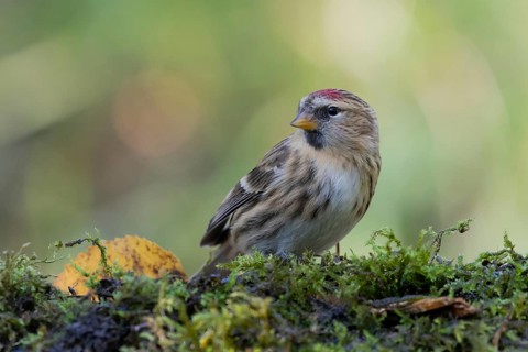 Common Redpoll (Acanthis flammea), Lower Saxony, Germany