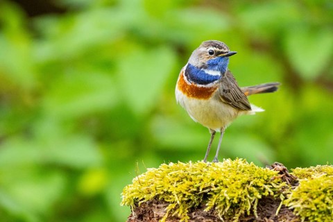 Bluethroat (Luscinia svecica cyanecula) Male Germany