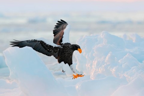 Eagle landing ice. Winter Japan with snow. Wildlife action behaviour scene from nature. Wildlife