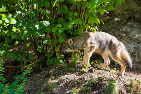 A gray wolf pup (Canis lupus lupus) runs along the edge of a forest on a sunny day