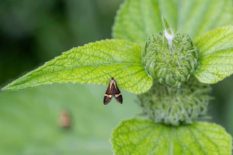 Longhorn butterfly (Nemophora degeerelle), Emsland, Lower Saxony, Germany