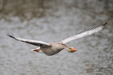 Graylag goose (Anser anser) flying over the water, Düne, Helgoland, Schleswig-Holstein, Germany