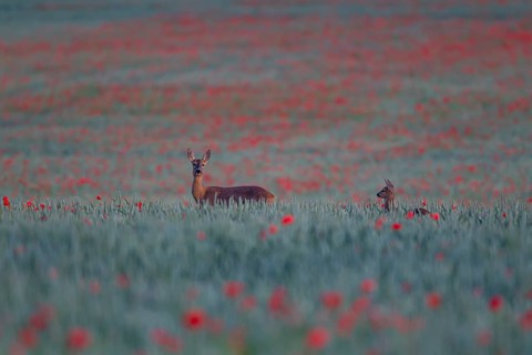Roe deer (Capreolus capreolus) adult female doe with a young juvenile fawn in a farmland wheat