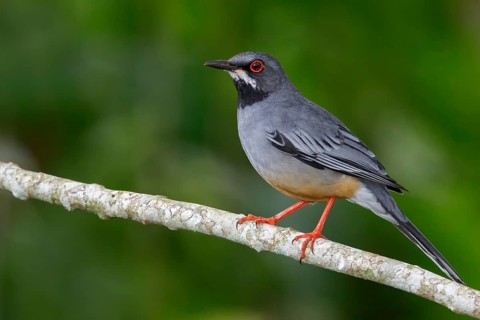 Red-legged Thrush (Turdus plumbeus) perched on a branch in Cuba