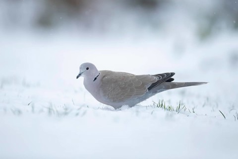 Collared dove (Streptopelia decaocto) adult bird in a snow covered garden in winter, England,