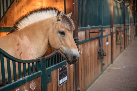 A pony with a black and white mohawk on his head stays in the stable