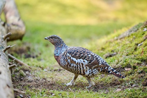 Western capercaillie (Tetrao urogallus) female (hen) standing on the ground at the edge of a foest,