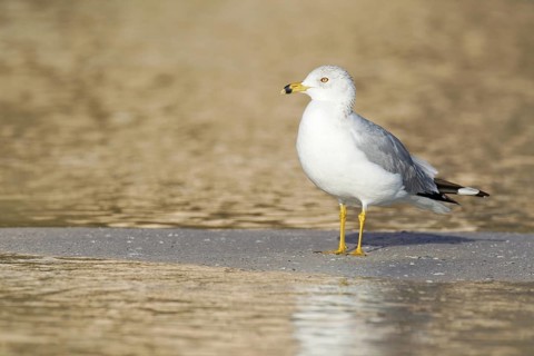 Ring-billed Gull (Larus delawarensis), Florida, USA
