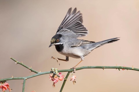 Rüppell's Warbler (Sylvia ruppeli) male, Eilat, Israel