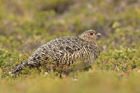 Willow Ptarmigan (Lagopus lagopus) female, Norway
