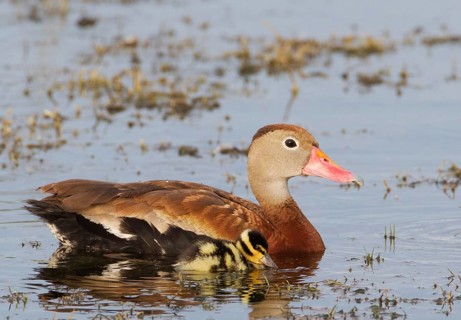 Black-bellied Whistling Duck (Dendrocygna autumnalis) with chicks, Florida, USA
