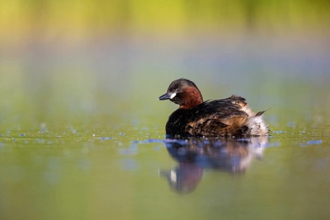 Little Grebe (Tachybaptus ruficollis), North Rhine-Westphalia, Germany