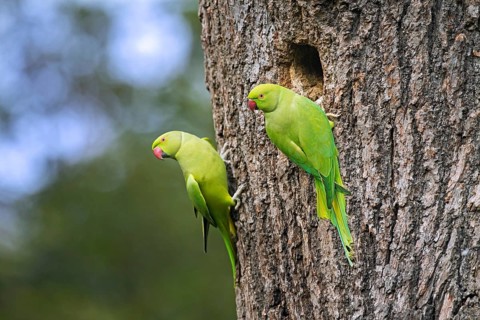 Two rose-ringed parakeets, ring-necked parakeet, ringneck parrots, Kramer parrot (Psittacula