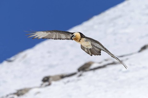 Bearded vulture, lammergeier, (Gypaetus barbatus), Gypaetus barbatus meridionalis, hawk family,