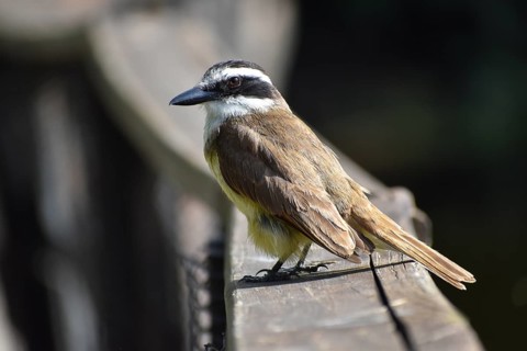 Portrait of a great kiskadee (Pitangus sulphuratus) in the wild, seen in Buenos Aires, Argentina