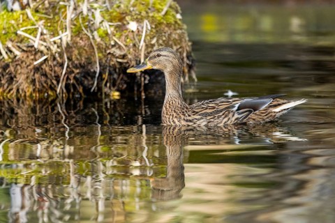 Mallard (Anas platyrhynchos) female on a lake in winter, Bavaria, Germany