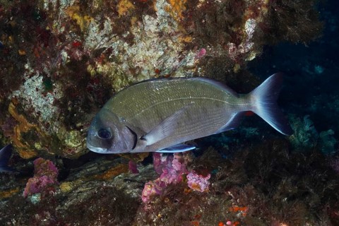 A Great White Seabream (Diplodus sargus sargus) swimming next to a rocky area in the sea, dive site