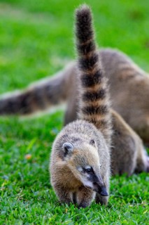 South American coati (nasua nasua) Pantanal Brazil