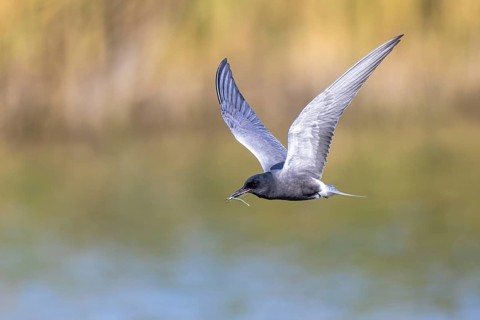 Black Tern (Chlidonias niger) flying with dragenfly prey in its beak, North Rhine-Westphalia,