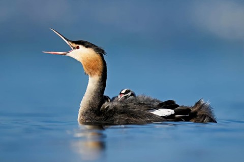 Great Crested Grebe (Podiceps Scalloped ribbonfish), with chicks in plumage swimming in the water,