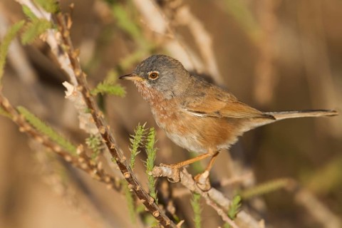 Tristrams Warbler - Atlasgrasmücke - Sylvia deserticola, Morocco, adult