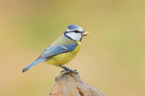 Blue tit (Parus caeruleus), sitting on a stone, wildlife, animals, birds, Siegerland, North
