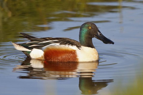 Northern Shoveler (Spatula clypeata) male, Netherlands
