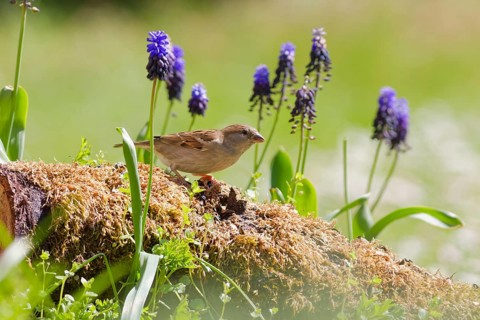 Female house sparrow (Passer domesticus) perched on moss-covered log surrounded by blooming grape