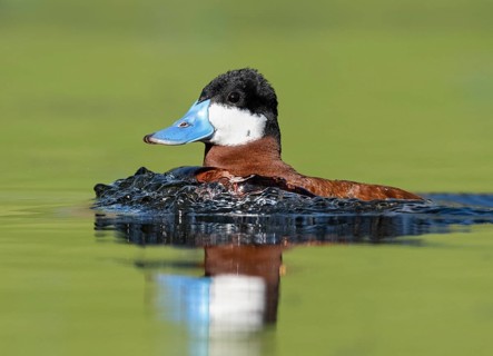 Ruddy Duck (Oxyura jamaicensis) male, British Columbia, Canada