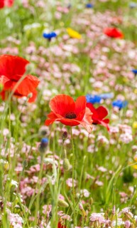 A captivating scene featuring red poppies (Papaver rhoeas) and a mix of wildflowers in the lush