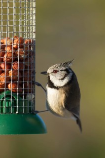 Crested tit (Parus cristatus) adult bird on a garden bird peanut feeder in winter, Scotland, United