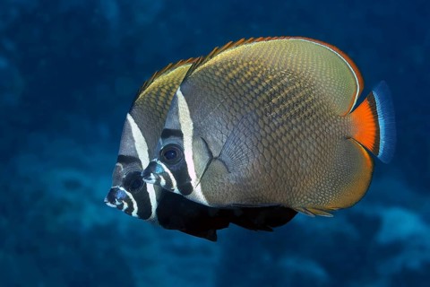 Underwater photo close-up pair of collar butterflyfish, Indian Ocean, Maldives