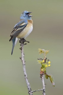 Lazuli Bunting (Passerina amoena), British Columbia, Canada