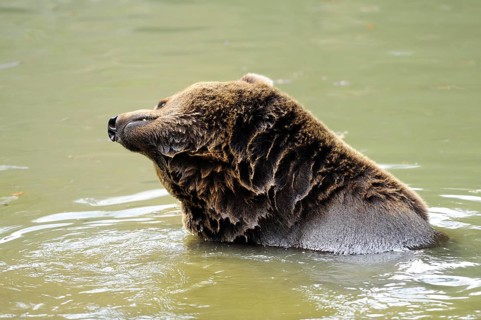 A brown bear sits relaxed in the water and enjoys the surroundings, Eurasian brown bear (Ursus