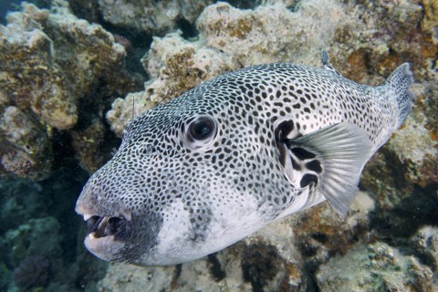 Giant pufferfish (Arothron stellatus)