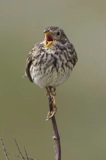 Corn Bunting (Emberiza calandra) male singing, Wales, United Kingdom